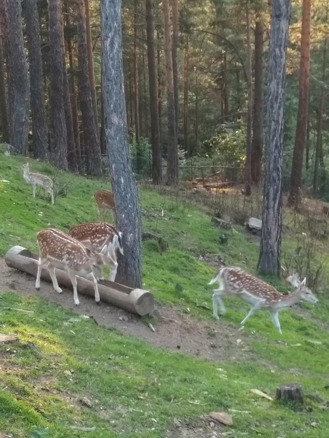 Mavrovo Forest Apartments Εξωτερικό φωτογραφία